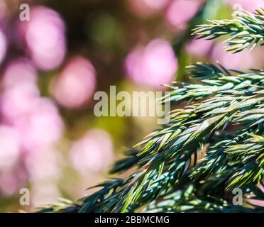 Rami blu sempreverdi conifere di Juniperus squamata Blue Carpet su uno sfondo sfocato di fiori rosa nel giardino Foto Stock