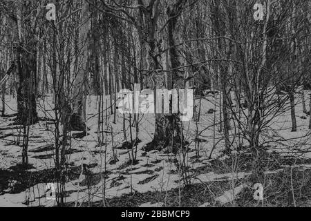 Passo di Wyzna nei Monti Bieszczady in Polonia Foto Stock