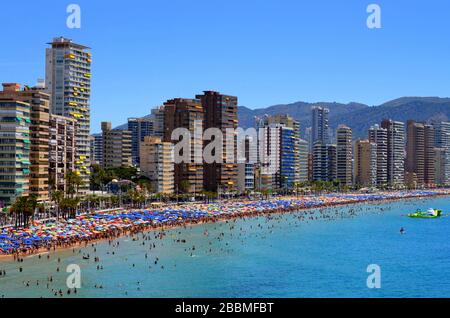 Spiaggia di Levante a Benidorm al culmine dell'estate. Ci sono migliaia di ombrelloni lungo la trafficata spiaggia. Foto Stock