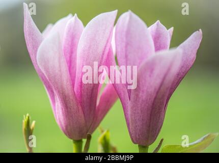 Inglese Country Garden rosa magnolia, profumo cielo. Towcester, Regno Unito Foto Stock