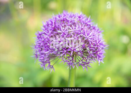 Piante da giardino di campagna inglese. Viola allium in fiore. Towcester, Northamptonshire, Regno Unito Foto Stock