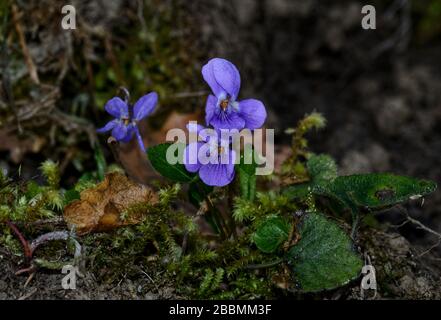 primo piano di un gruppo di fiori selvatici viola sullo sfondo di muschio verde Foto Stock