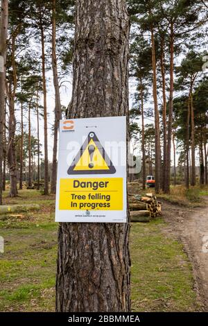 Segnale di avvertimento giallo con il messaggio: 'Abbattimento di alberi in corso', in pineta con tronchi e rami tagliati nel Surrey, Inghilterra sud-orientale Foto Stock