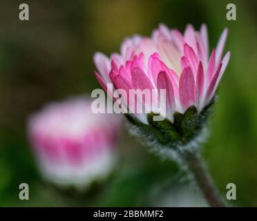 primo piano di rosa e bianco margherita wildflower su sfondo sfocato Foto Stock
