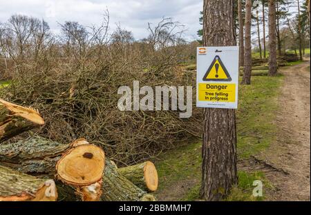Segnale di avvertimento giallo con il messaggio: 'Abbattimento di alberi in corso', in pineta con tronchi e rami tagliati nel Surrey, Inghilterra sud-orientale Foto Stock