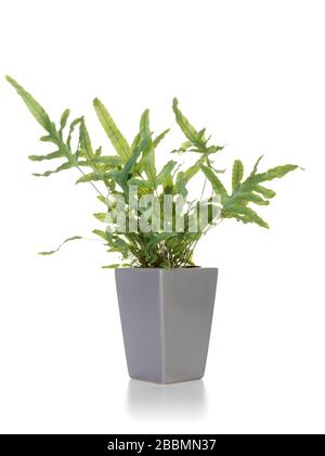 Potted Golden Polypody fern o Phlebodium aureum isolato su sfondo bianco Foto Stock