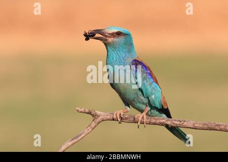 European Roller (Coracias garrulus), un uccello colorato che si appollaiava su un ramo con un becco nel suo becco Foto Stock