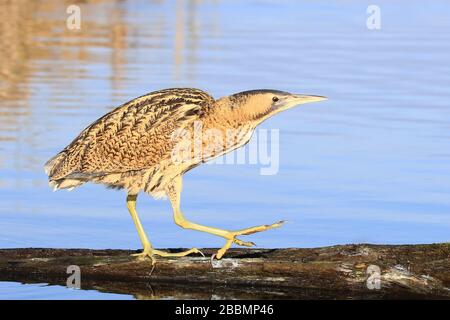 Grande bitterna (Botaurus stellaris) in piedi su un ramo in acqua su uno sfondo blu Foto Stock