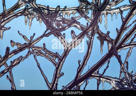 Primo piano di rami di melo coperti con uno strato di ghiaccio per evitare che congelino danni in primavera Foto Stock