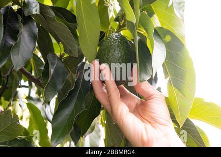 Avocado fresco su un albero sulla Big Island delle Hawaii Foto stock - Alamy