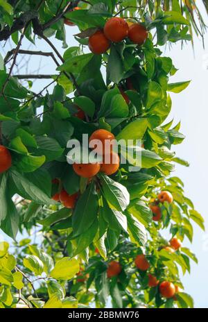 Albero di Persimmon e belle foglie verdi. Diospyros kaki, specie di perenni Ebenaceae alberi autoctoni dell'Asia. Foto Stock