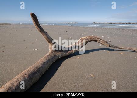 Seascape con driftwood sulla spiaggia dopo la tempesta Foto Stock