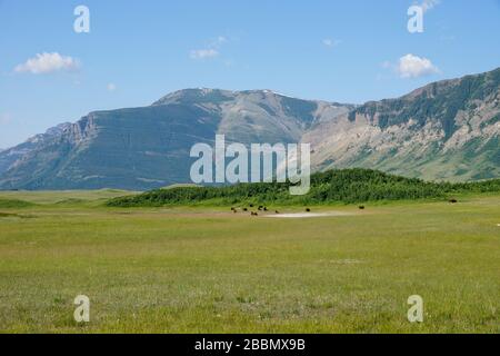 Bufalo al pascolo nel Waterton Lakes National Park di Alberta Canada Foto Stock