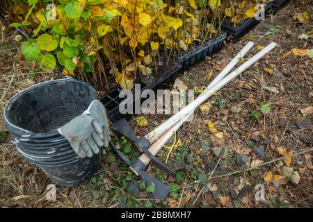 Sicuro il pianeta, attrezzatura per piantare alberi, guanti, concetto ecologico Foto Stock