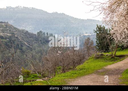 Le montagne di Gerusalemme in primavera, periodo della fioritura delle mandorle Foto Stock