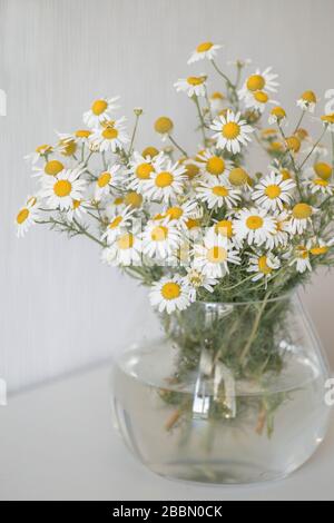 Bouquet di margherite in vaso. Bellissimi camomiles selvatici in un vaso di vetro sullo sfondo bianco. Arredamento minimalista. Foto Stock