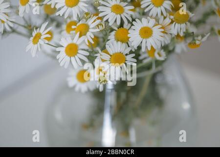 Bouquet di margherite in vaso. Bella camomilla selvaggia in vaso di vetro sullo sfondo bianco. Arredamento minimalista. Foto Stock