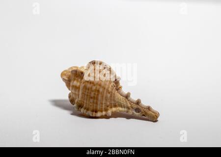 Primo piano di un guscio di Bolinus brandaris, sfondo bianco Foto Stock