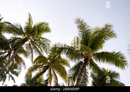 Palme contro il cielo in una mattina presto alle Hawaii. Foto Stock