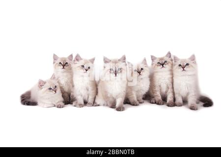 Sette piccoli gattini siberiani Neva Masquerade su sfondo bianco. Gatti seduti Foto Stock