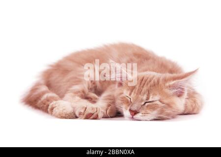 Gattino siberiano su sfondo bianco. Posti letto Cat Foto Stock