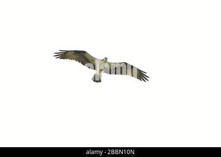 Osprey in volo vista dall'alto Foto Stock