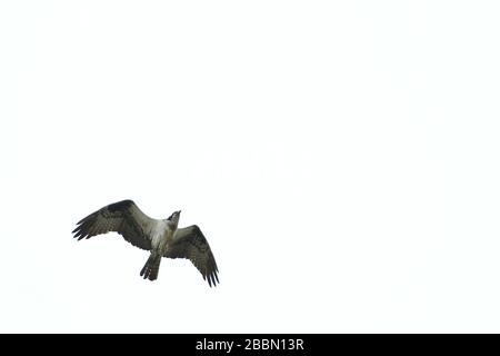 Osprey in volo vista dall'alto Foto Stock