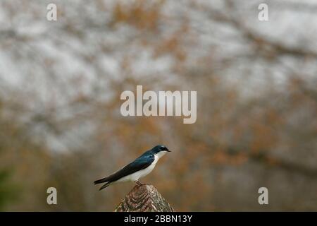 Tree Swallow arroccato su un palo di legno vista frontale Foto Stock