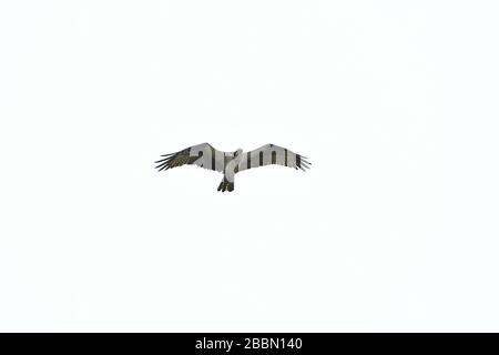 Osprey in volo vista dall'alto Foto Stock