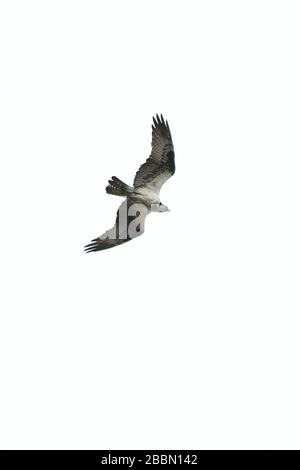 Osprey in volo vista dall'alto Foto Stock