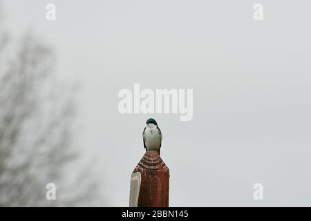 Tree Swallow arroccato su un palo di legno vista frontale Foto Stock