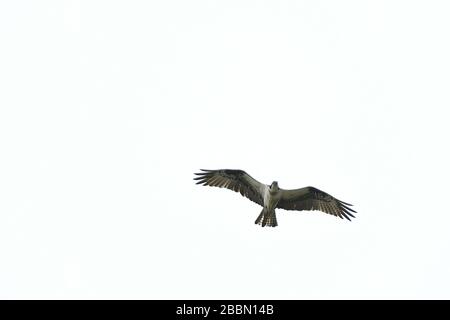 Osprey in volo vista dall'alto Foto Stock