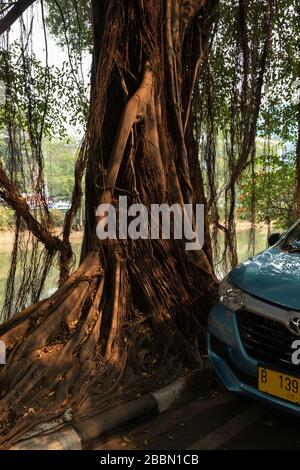 Giacarta, Indonesia - 13 luglio 2019: Un vecchio albero di banyan affonda le sue radici nel marciapiede, cercando l'acqua in uno dei canali di Giacarta. Foto Stock