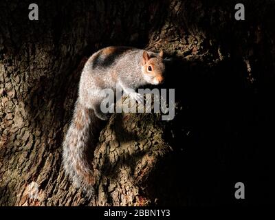 natura uccelli volpe scoiattolo Foto Stock