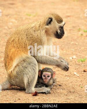 Scimmia vervet con il suo bambino Foto Stock