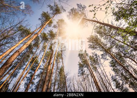 Il sole splende attraverso alti alberi di abete rosso della foresta di conifere in Belgio. Foto Stock