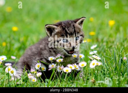 Il gatto è bello, colorato e amichevole a tutti Foto Stock