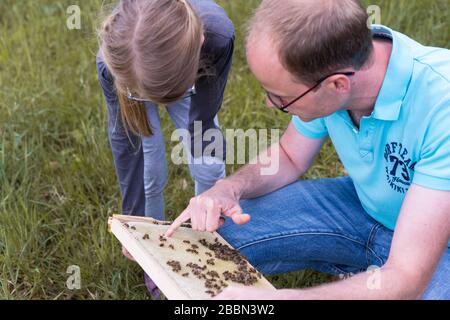 un apicoltore di hobby spiega ad una ragazza come le api producono miele Foto Stock