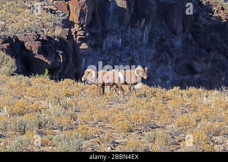 Due montoni di pecore delle Montagne Rocciose (Ovis canadensis) sull'altopiano sopra il fiume Rio Grande vicino a Taos, New Mexico in autunno Foto Stock