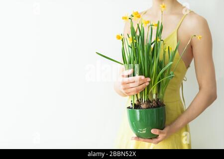 Donna in rustico abito giallo tenendo in mano vaso verde con fresco giallo narcissus fiori. Concetto di molla. Sfondo bianco vuoto. Foto Stock