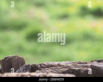 Ceppo di albero per il display del prodotto montaggi. Sfondo naturale. La texture come sfondo. In legno naturale dello sfondo. Foto Stock