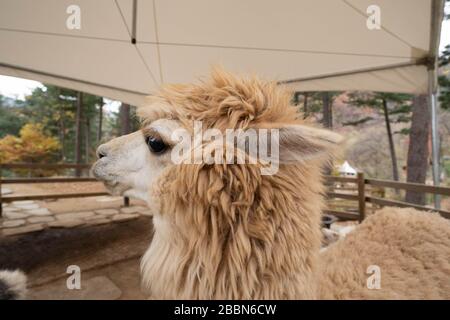 Primo piano immagine della testa di alpaca marrone chiaro. Lama al mondo di Alpaca, Corea del Sud. Foto Stock