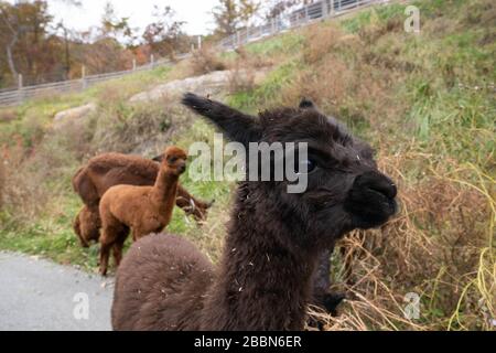 Primo piano di alpaca nera. Gruppo di llama che mangia erba ad Alpaca World, Corea del Sud. Foto Stock
