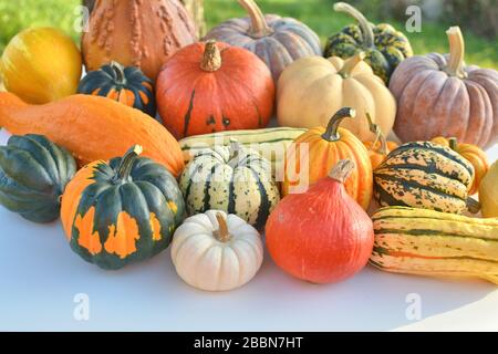 Gruppo di zucche e zucche dolci vegetali Foto Stock