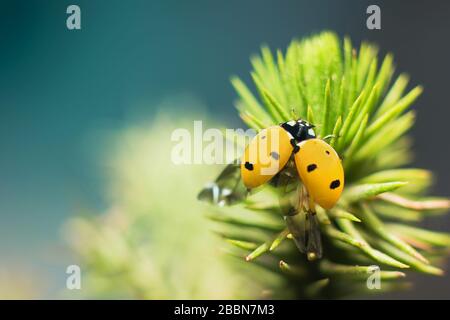 Chiusura di un bug lady in un giardino pronto per volare su foglie verdi con sfondo sfocato. Foto Stock