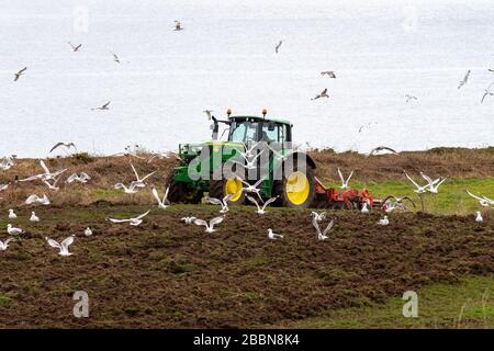 Greggi di gabbiani seguono un trattore John Deer che coltiva un campo Foto Stock