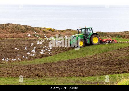 Greggi di gabbiani seguono un trattore John Deer che coltiva un campo Foto Stock