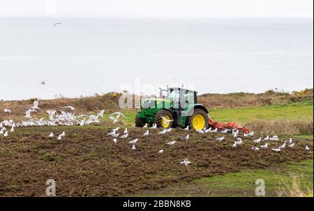 Greggi di gabbiani seguono un trattore John Deer che coltiva un campo Foto Stock