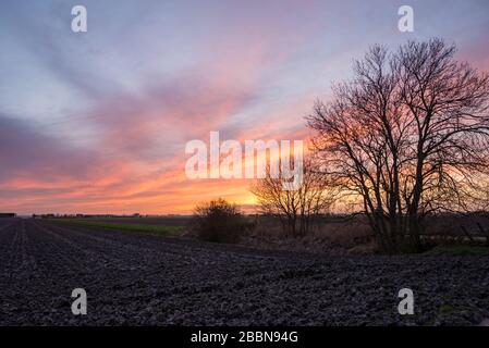 Alberi dai colori del tramonto sulle nuvole sul vasto paesaggio olandese aperto, a nord di Rotterdam, Olanda Foto Stock