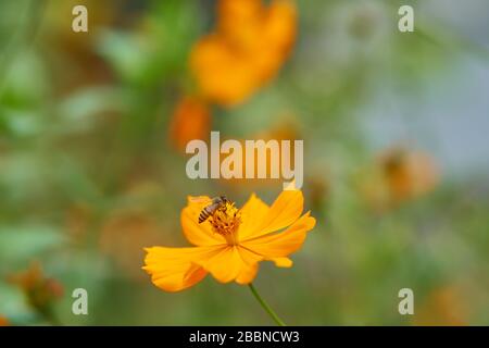 Fiori di arancio cosmo nel giardino tropicale con una messa a fuoco morbida, Giava, Indonesia Foto Stock